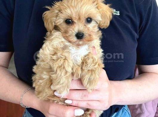 Maltipoo Yavruları Evde Büyüyen Bebeklerim