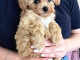 Maltipoo Yavruları Evde Büyüyen Bebeklerim