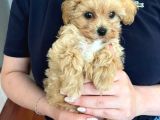 Maltipoo Yavruları Evde Büyüyen Bebeklerim