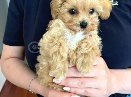 Maltipoo Yavruları Evde Büyüyen Bebeklerim görsel