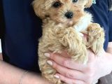 Maltipoo Yavruları Evde Büyüyen Bebeklerim