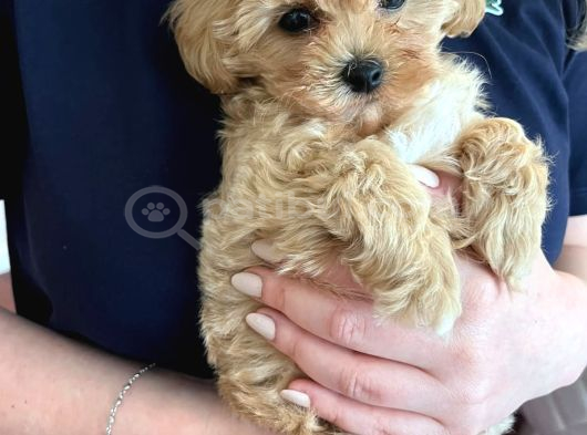 Maltipoo Yavruları Evde Büyüyen Bebeklerim görsel