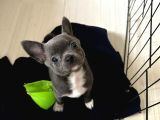 GRI LILAC OZEL RENK CHIHUAHUA