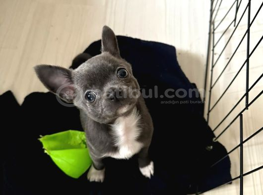 Gri Lilac Ozel Renk Chihuahua