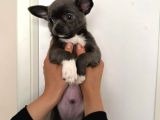 Gri Lilac Ozel Renk Chihuahua