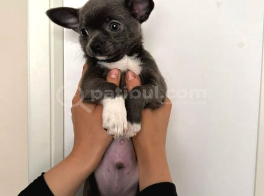 Gri Lilac Ozel Renk Chihuahua görsel