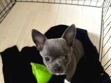 Gri Lilac Ozel Renk Chihuahua