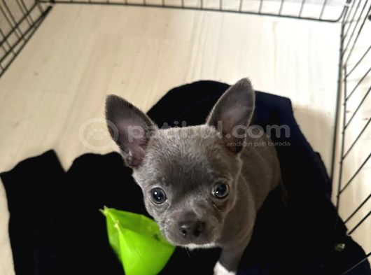 Gri Lilac Ozel Renk Chihuahua görsel