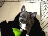 Gri Lilac Ozel Renk Chihuahua
