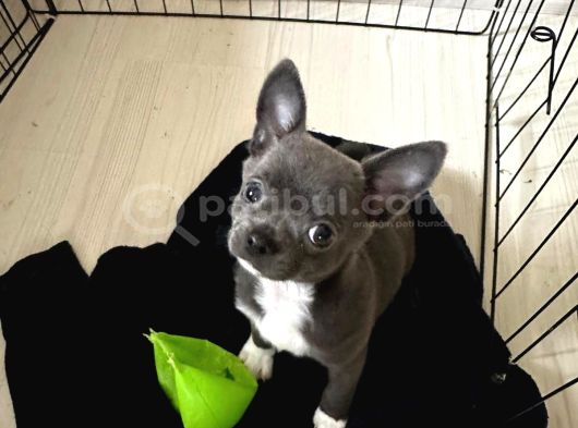 Gri Lilac Ozel Renk Chihuahua görsel
