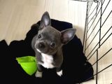 Gri Lilac Ozel Renk Chihuahua