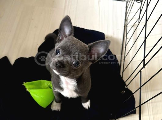 Gri Lilac Ozel Renk Chihuahua görsel