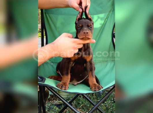 Fci Kif Secereli Doberman Yavruları görsel