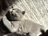 Mükemmel güzellikte ayı surat british shorthair yavrularımız