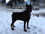 FCI KIF secereli Doberman yavruları