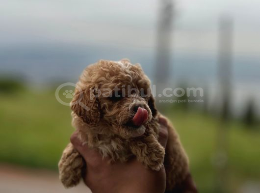 Poodle Ve Maltipoo Yavrular görsel