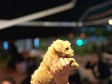 Poodle Ve Maltipoo Yavrular