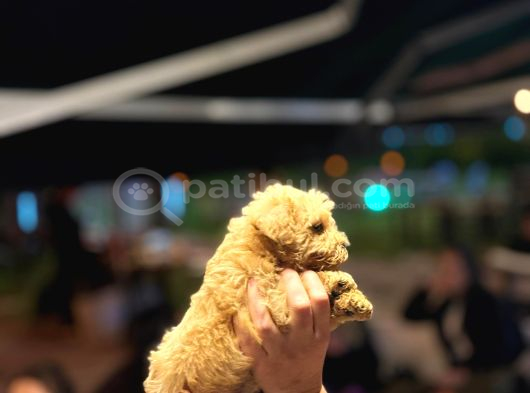 Poodle Ve Maltipoo Yavrular görsel