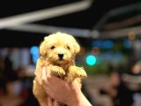 Poodle Ve Maltipoo Yavrular
