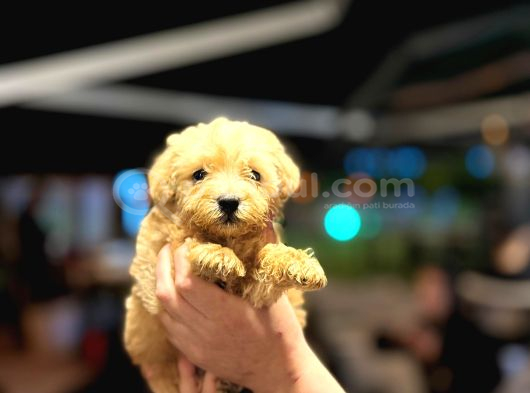 Poodle Ve Maltipoo Yavrular görsel