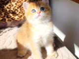 Safkan Bri̇ti̇sh Shorthai̇r Golden