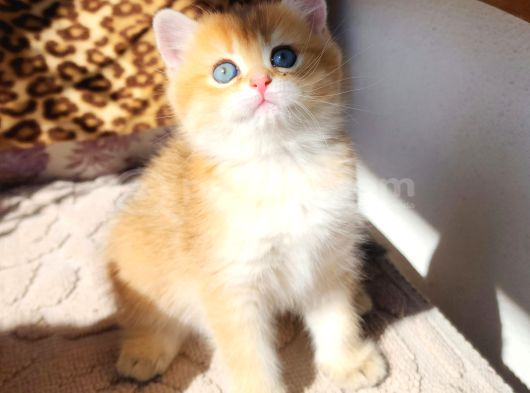 Safkan Bri̇ti̇sh Shorthai̇r Golden görsel
