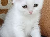 İki Güzel Bebek