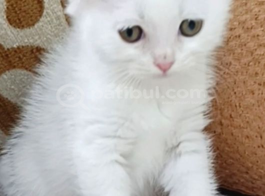 İki Güzel Bebek görsel
