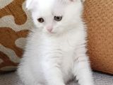 İki Güzel Bebek