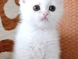 İki güzel bebek