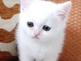 İki Güzel Bebek