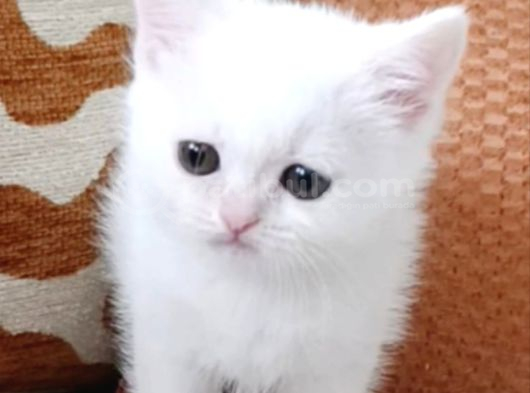 İki Güzel Bebek görsel