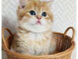 A kalite safkan Golden Kitten