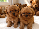 Ayıcık Gibi Mini Boy Maltipoo Yavruları