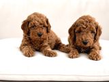 Toy Poodle Sevi̇mli̇ Yavrular Ev Üreti̇mi̇