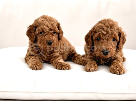Toy Poodle Sevi̇mli̇ Yavrular Ev Üreti̇mi̇ görsel