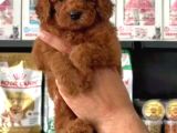 Toy Poodle Sevi̇mli̇ Yavrular Ev Üreti̇mi̇