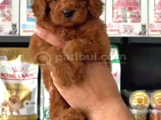 Toy Poodle Sevi̇mli̇ Yavrular Ev Üreti̇mi̇ görsel