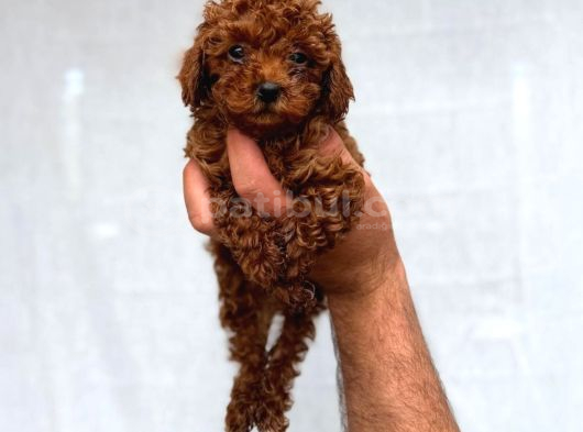 Toy Poodle Sevi̇mli̇ Yavrular Ev Üreti̇mi̇