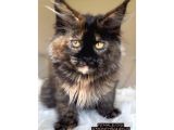 4 aylık safkan dişi maine coon