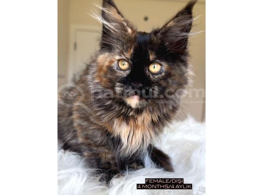 4 Aylık Safkan Dişi Maine Coon görsel