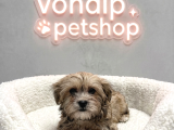 Vonalp Pet Garantisiyle Efsane Güzelli̇kte Morki̇e Yavru