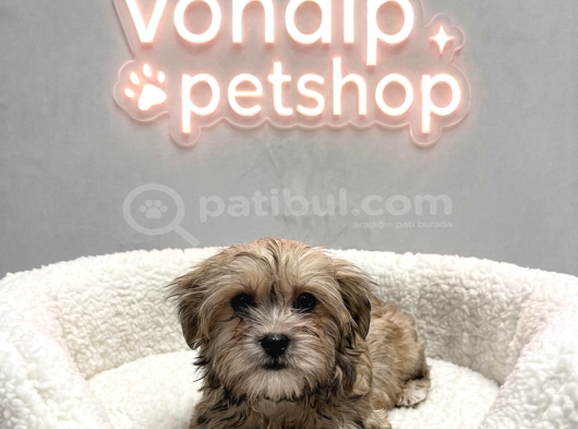 Vonalp Pet Garantisiyle Efsane Güzelli̇kte Morki̇e Yavru görsel