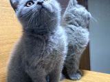 British Shorthair Duman Rengi Yavru