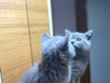 British Shorthair Duman Rengi Yavru