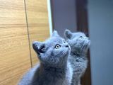 British Shorthair Duman Rengi Yavru
