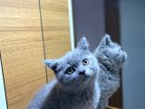 British shorthair duman rengi yavru
