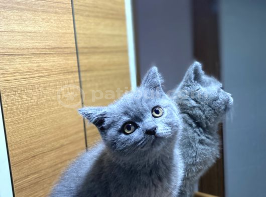 British Shorthair Duman Rengi Yavru