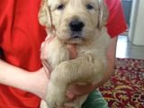 Baby Face golden yavrular