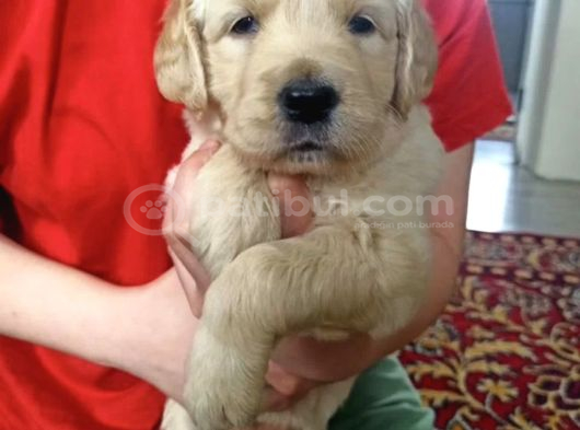 Baby Face Golden Yavrular